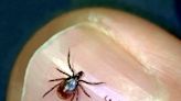 It's tick season, Oklahoma: What to know about the parasites and what to do if you find one