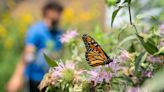 Map shows monarch butterflies as they return to Michigan this spring