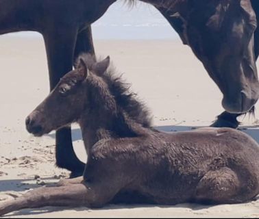 Outer Banks welcomes another wild horse foal
