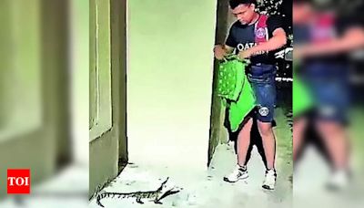 Baby crocodile rescued in Vadodara | Vadodara News - Times of India