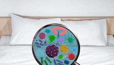 Bacterias, hongos y ácaros: nuestros diminutos compañeros de cama