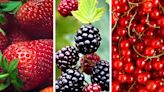 25 Different Types of Berries (and Why You Should Be Eating Each and Every One of Them)