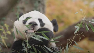 Regresan a DC los pandas: te decimos cuándo llegan Bao Li y Qing Bao y por qué
