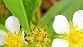 Speaking of Nature: Surprised by strawberries in the grass: Flowers will bloom whether you pay attention or not