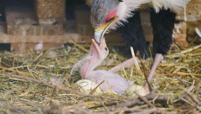 Endangered secretary bird born at Longleat