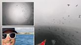 Paddleboarder captures eerie feeding frenzy of sea lions, dolphins and pelicans off California coast