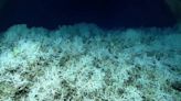 Arrecife de coral de aguas profundas se extiende 600 millas desde Miami hasta Carolina del Sur, descubren científicos