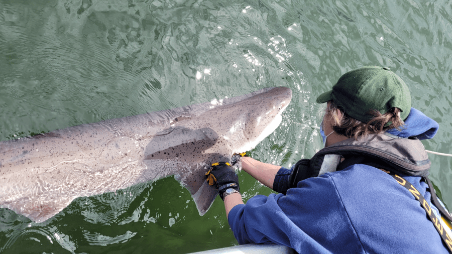 Oregon researchers find 2 shark species new to the Puget Sound