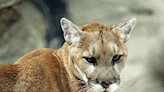 Mountain lion removed from Scottsbluff subdivision