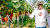 Israel now has its own Strawberry Fields — to honor a hostage whose body was just recovered in Gaza