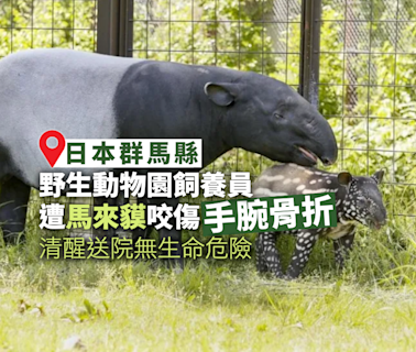 日本野生動物園發生馬來貘咬人 飼養員手腕骨折直昇機送院