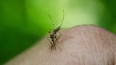 How climate change will affect malaria transmission
