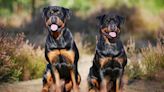 Owners of rottweilers that mauled woman to death avoid jail