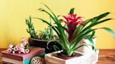 The 9 Most Popular Houseplants of 2023, According to Pros