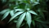 Police raid illegal marijuana grow house in Freedom
