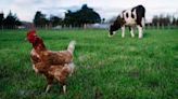 Experte klärt auf - „Euter ist für das Virus ein Huhn“: Was Vogelgrippe bei Rindern bedeutet