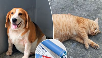 Hefty pets may benefit from Ozempic-style drugs, experts say