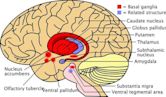 Basal ganglia disease