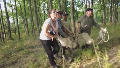 Runaway emu, spooked by 4th of July fireworks, returned home after escaping Buck County farm