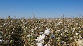 Can Legislation Fix Forced Labor and Civic Repression in Central Asian Cotton?