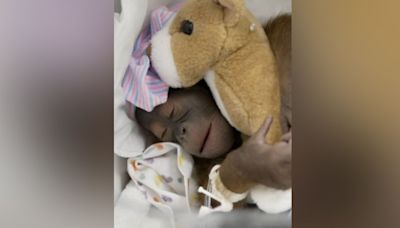 Busch Gardens reveals name of new baby orangutan