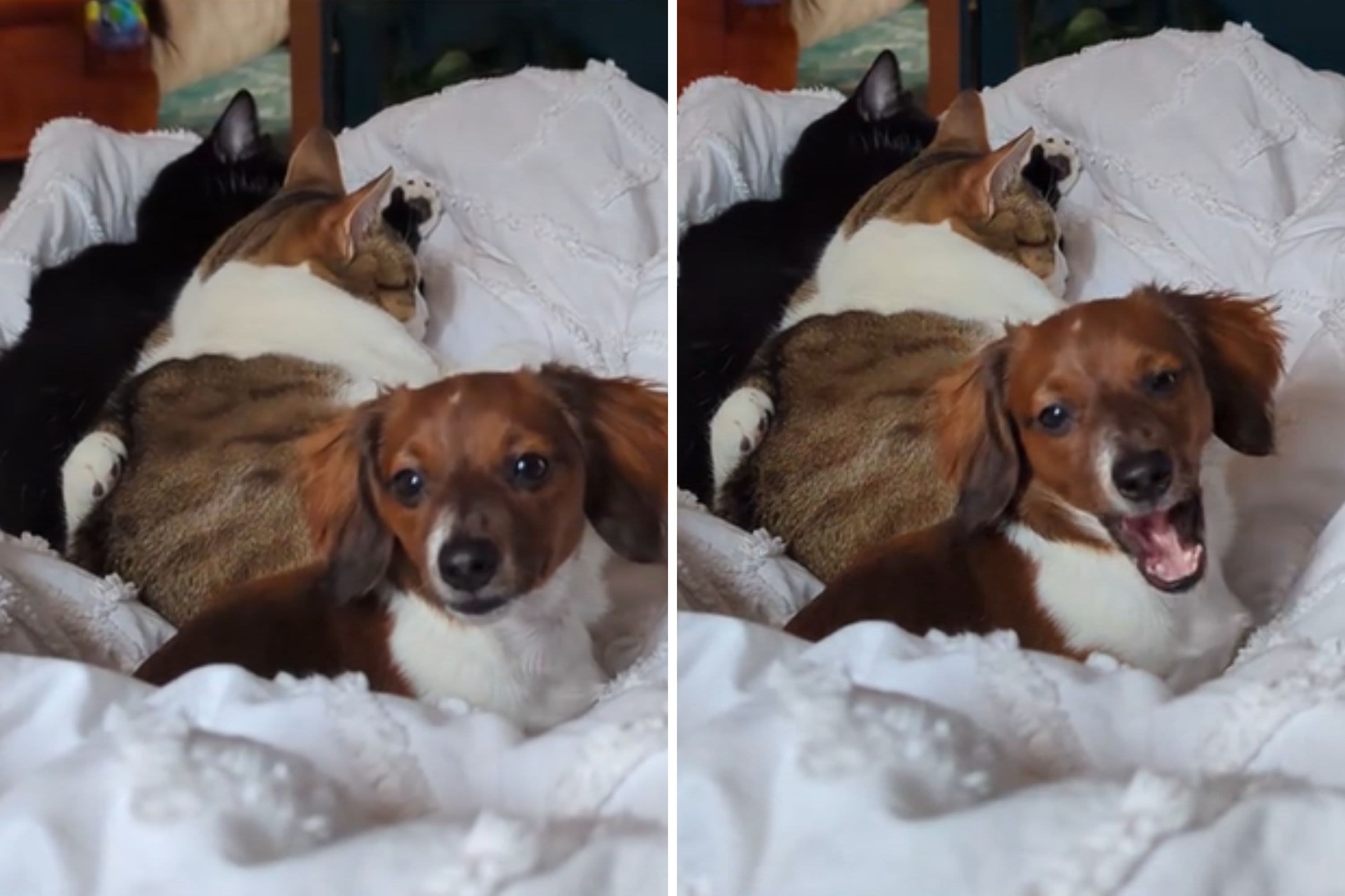 Mini dachshund raised by cats doesn't have single dog "bone in her body"