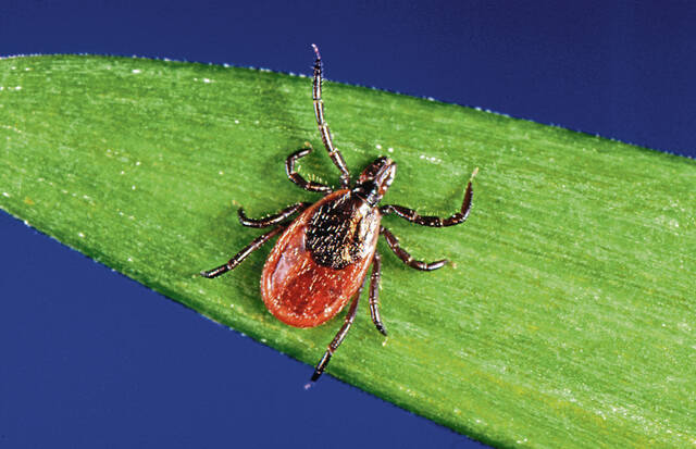 'Quiet Epidemic' delves into chronic Lyme disease