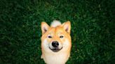 Could Shiba Inu Help You Become a Millionaire?