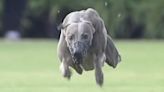 Viral Video Of Dog Sprint Star Running 100-Yard Dash Is Paw-etry In Motion