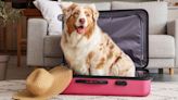 Férias com os pets: veja os cuidados ao viajar com o seu bichinho