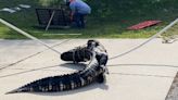 WATCH: 8-foot gator pulled from Florida storm drain