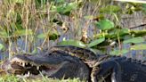 A Florida woman recorded an alligator body-slamming and devouring a python in the Everglades. The two beasts are warring more than ever, a Florida geoscientist says.