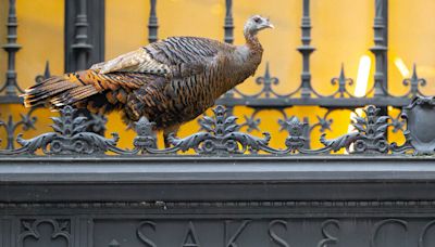 ‘She Is Such an Athlete’: Astoria the Wild Turkey Is a Manhattan Celebrity