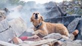 As Maui Wildfires Burn, Dogs Assist in Search and Rescue Efforts