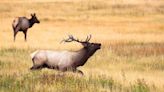 Elk found devoured on football field near Yellowstone in rare attack, school says