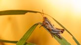 Britain's biggest grasshopper will return to the Broads after 85-year absence