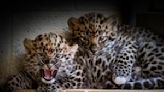 2 baby Amur leopard cubs born at Pittsburgh Zoo, public can help name them