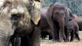 First cases of Asian elephants mourning, burying their dead documented in India