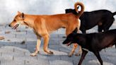 Mumbai Couple Says 26 Stray Dogs Died After They Were Denied To Feed Them, FIR Filed Against 2