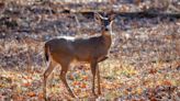 B.C. takes further steps to curb spread of fatal brain disease in deer, elk, moose