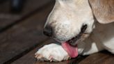 Why Do Dogs Lick Their Paws? We Asked a Veterinary Dermatologist