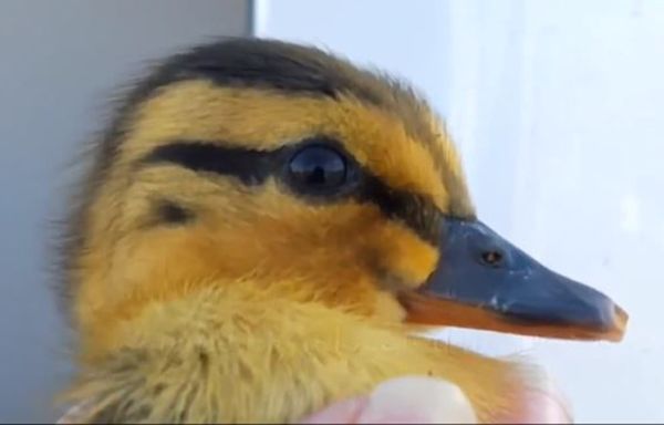 Duck sanctuary seeks donations, fosters after hundreds of balut eggs hatch