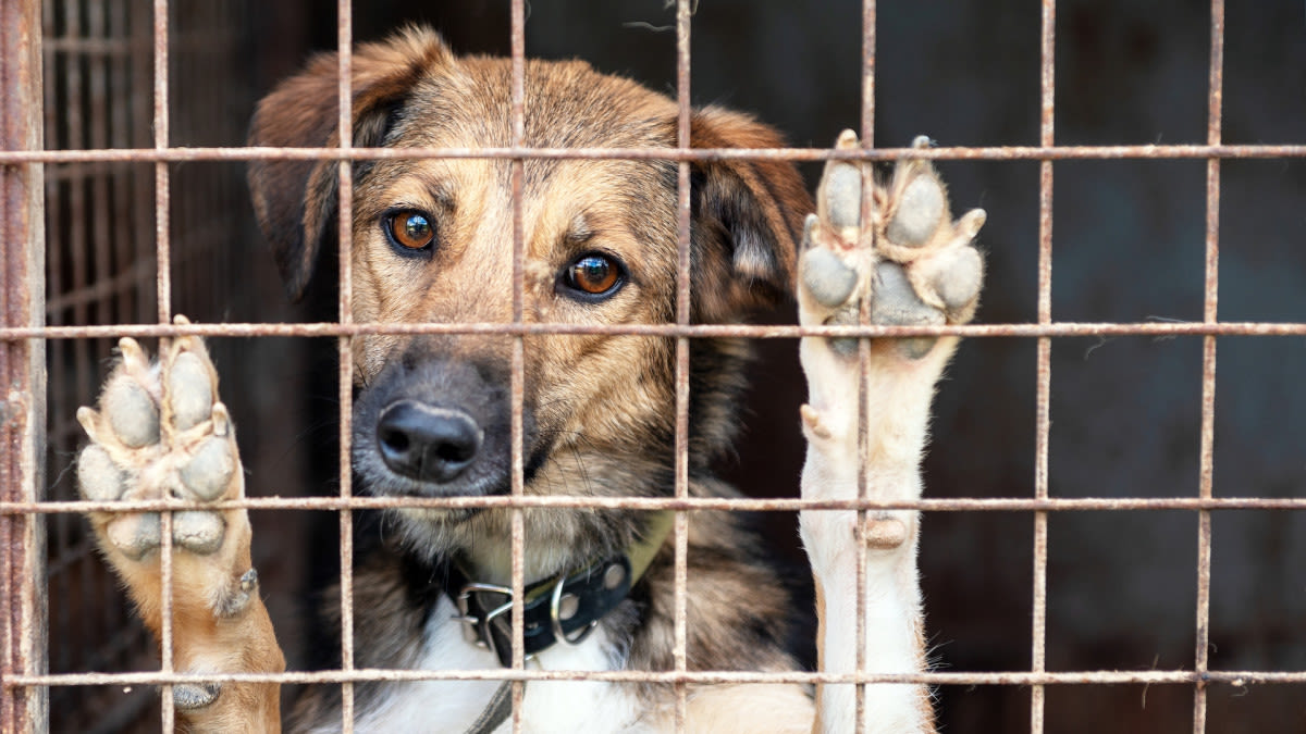 Lost Dog Reunited With Family Thanks to NYC Shelter's Social Media Game