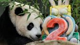 Photos of the Week: Panda birthday, primaries and preseason football