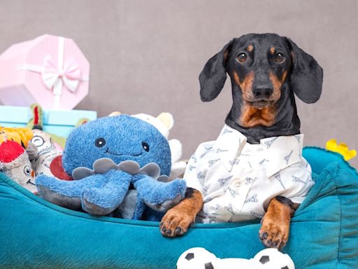 Cães da raça dachshund, os salsichas, podem ser banidos da Alemanha devido a projeto de lei; entenda