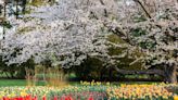 It's peak tulip time at Hershey Gardens and Longwood Garden; here are designers' favorites [photos]