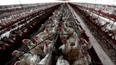 5 Colorado poultry workers catch bird flu as U.S. cases creep upward