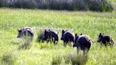 Las aves de Doñana necesitan más agua para la crianza