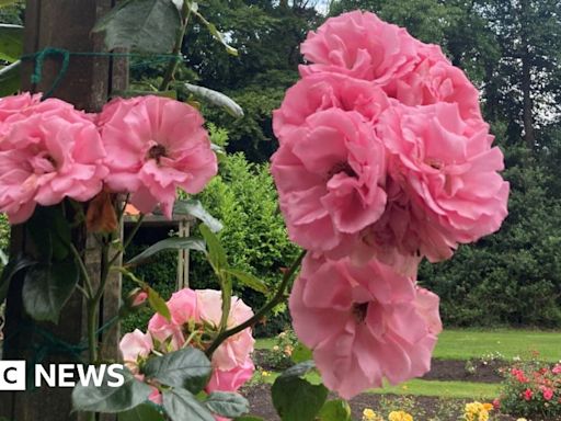 Belfast Summer Rose Fair returns for first time since pandemic