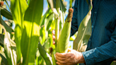 Importación de maíz en México alcanza récord histórico en 2024